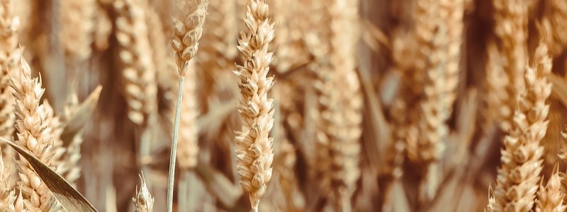 小麦